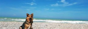 I migliori camping village italiani per le vacanze Pet Friendly