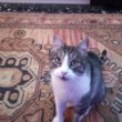 Merlino IM