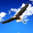 blue eagle