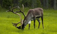 Alla Scoperta del Grande Nord: Svezia, Norvegia, Finlandia e Capo Nord  Viaggio di Gruppo con ...