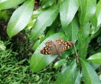 Mons Gibel Camping Park