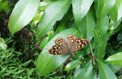 Mons Gibel Camping Park