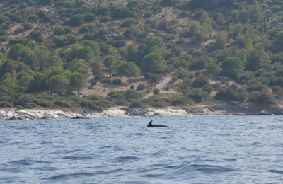 Tour della Corsica 2021  in camper