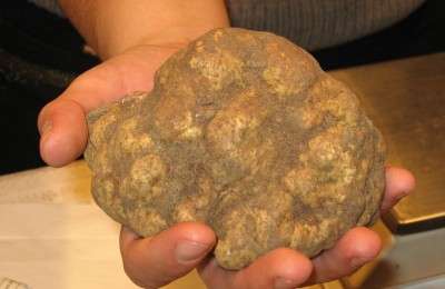 Il Tartufo Bianco di S. Miniato (PI) in camper