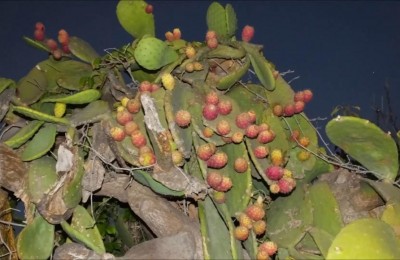 Tour della Sicilia in 35 giorni in camper