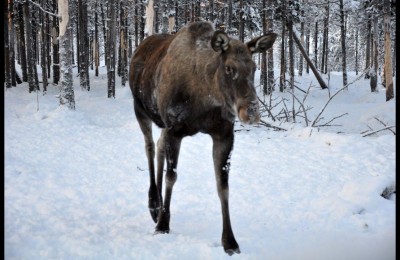 Laika Arctic Experience - Day 17 in camper