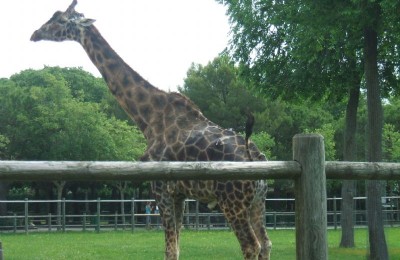 maredamare in camper