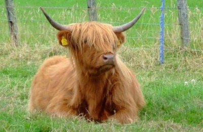 A casa di Nessie in camper