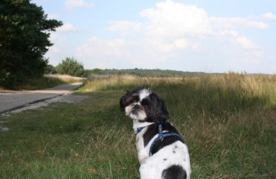 Olanda da vivere in camper