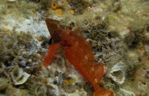 Dalmazia (Croazia) 2014 in camper