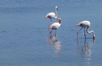 Camargue e dintorni in camper