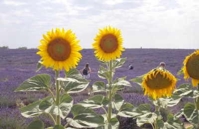 Allons Enfants in camper