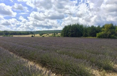 Campi di lavanda in Agosto - possibile! in camper