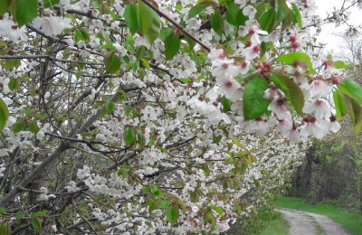 La fioritura dei ciliegi a Vignola in camper