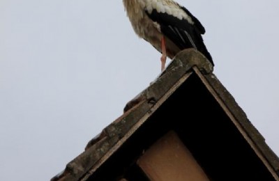 Tra la vette e le cicogne in camper