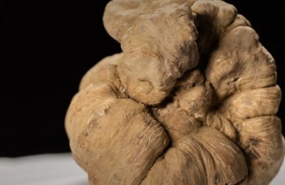 Fiera Internazionale del Tartufo Bianco
