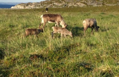 Area di sosta a Forsøl‎ (Hammerfest)