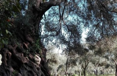 Agricampeggio Erbavoglio