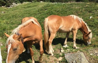 Campeggio Livigno