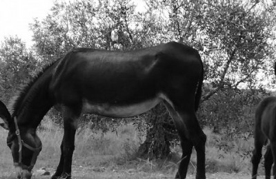 Agricamping La Brada Toscana