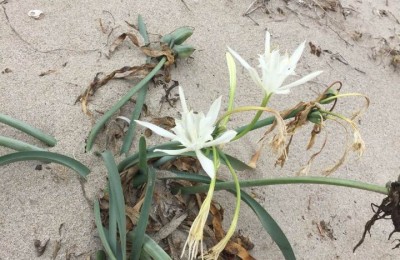 Parcheggio Spiaggia