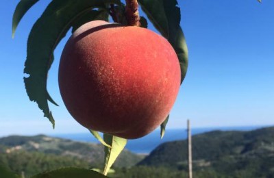 Agriturismo La Valleggia