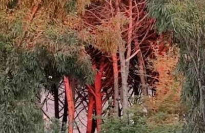 Camping Villaggio Dei Pini