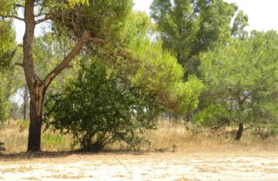 Le Casine sull'Asso