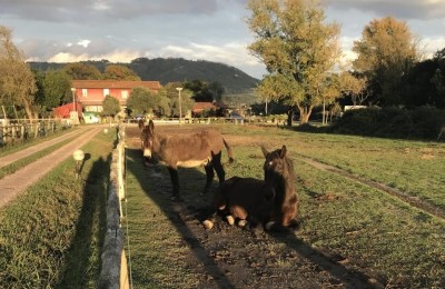 Agriturismo Cavallino Bianco 