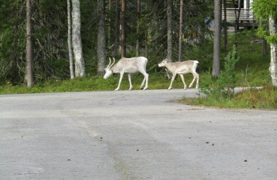 Yllas Ski Resort Parkering