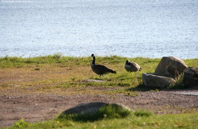 Kallvikens Bathamn Parkeringplats