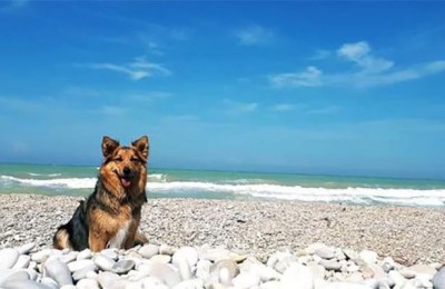 I migliori camping village italiani per le vacanze Pet Friendly