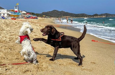 I dieci migliori campeggi e villaggi italiani per le vacanze con i propri animali domestici