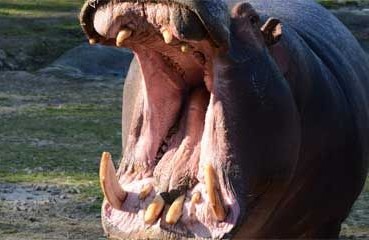 In camper al Safari Park di Pombia (NO)