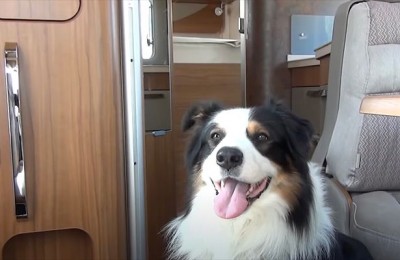 Viaggiare sicuri con cani e gatti nel rispetto della legge