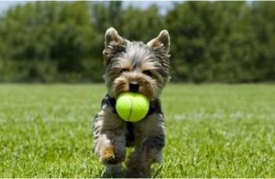 Il Campeggio Baia dei Gabbiani a Scarlino (GR) al primo posto tra i Campeggi Pet Friendly