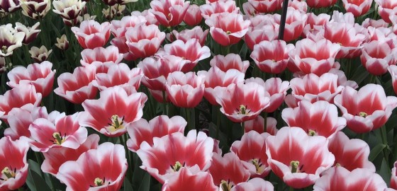 Non perdete gli eventi di primavera di CamperOnLine!