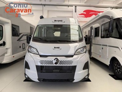 MENFYS 3 YEARLING