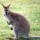 wallaby