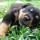 rottweiller73
