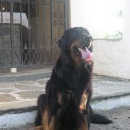 piccololupo
