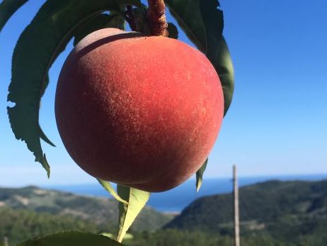 Agriturismo La Valleggia