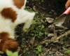 Agricamping La Rosa Nel Borgo  Langa: ricerca del tartufo 07/03/23 17:55