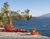 Lago Maggiore A Novembre  foto 1