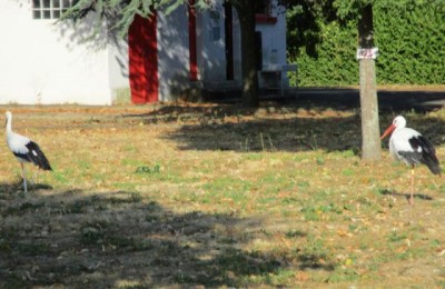 Camping Les Cigognes